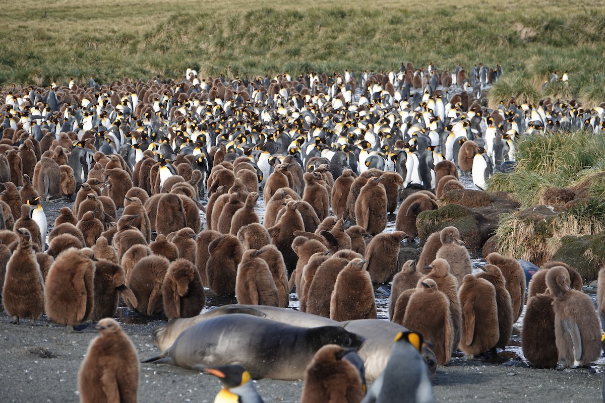 オウサマペンギン - ML647557026