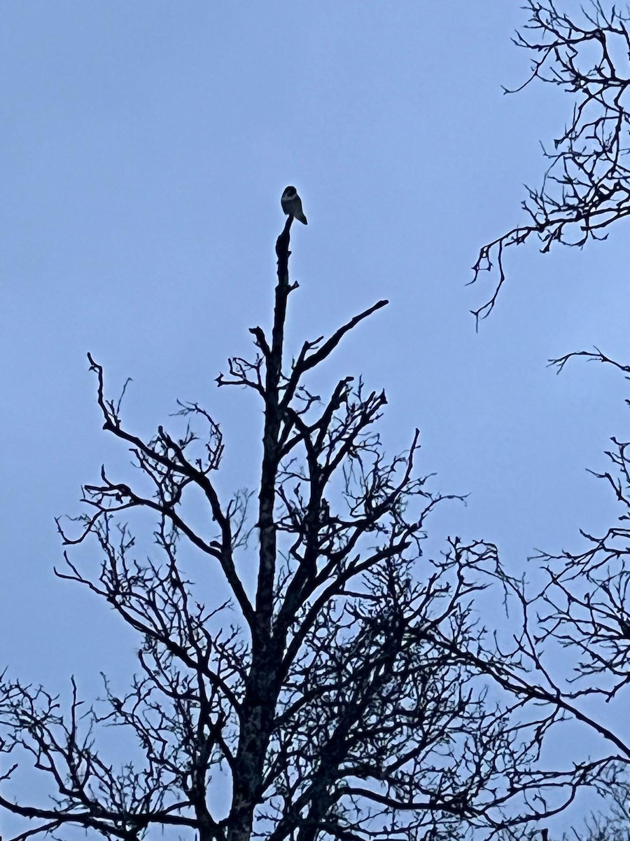 オナガフクロウ - ML647557027