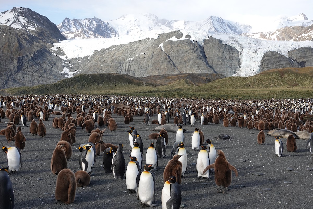 オウサマペンギン - ML647557028