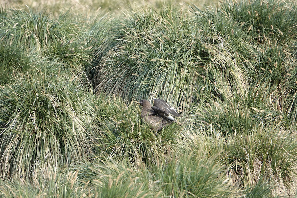 ミナミオオトウゾクカモメ - ML647557029