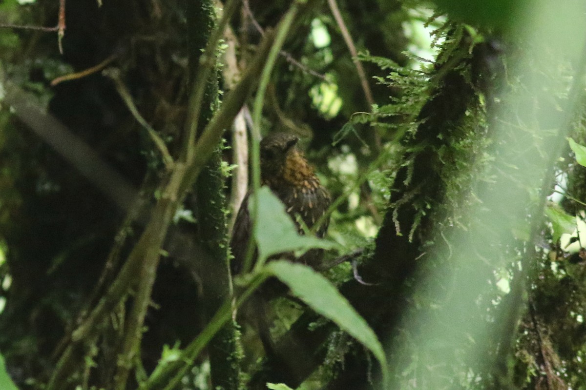 キボシヒゲオカマドドリ - ML647557030