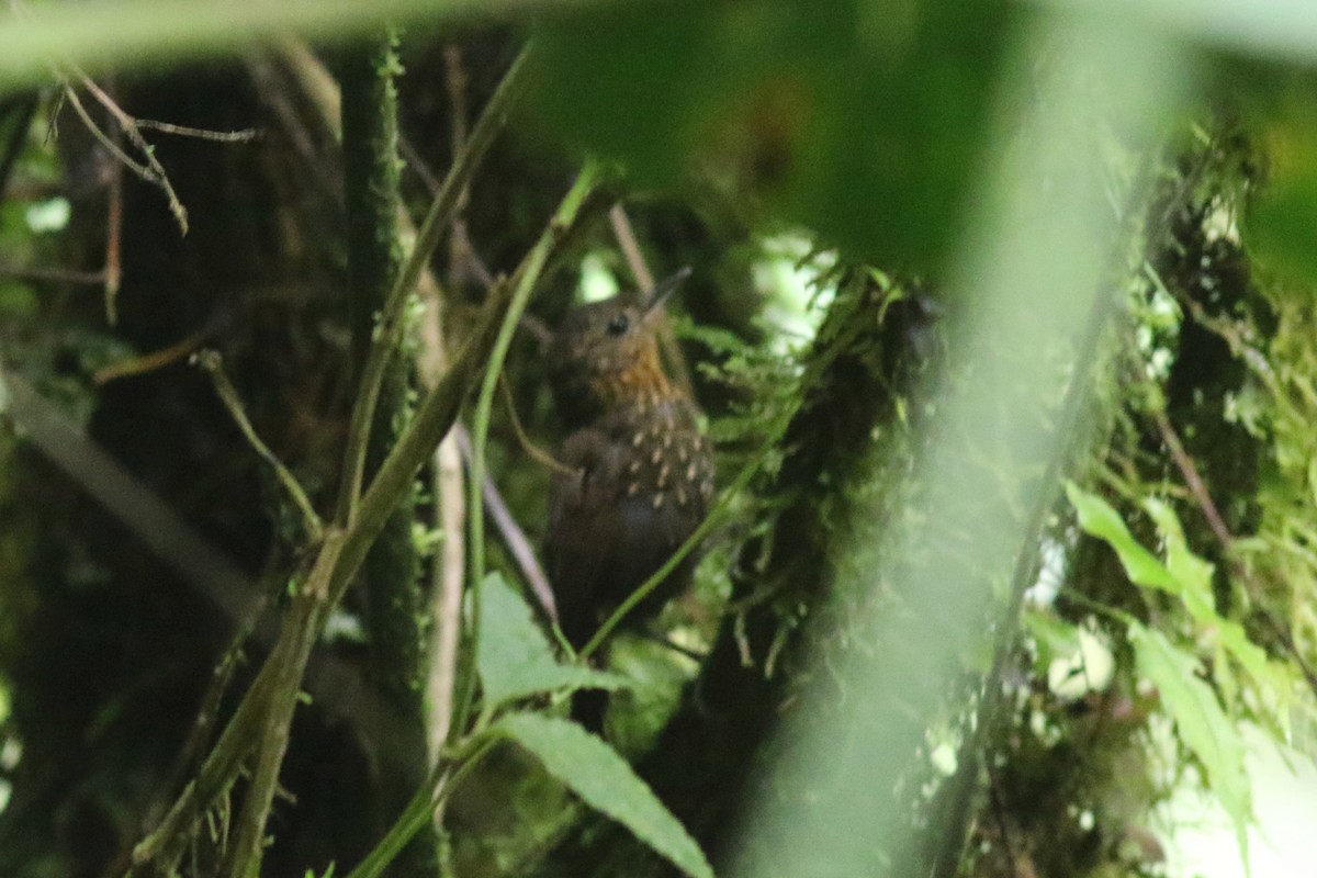 キボシヒゲオカマドドリ - ML647557031