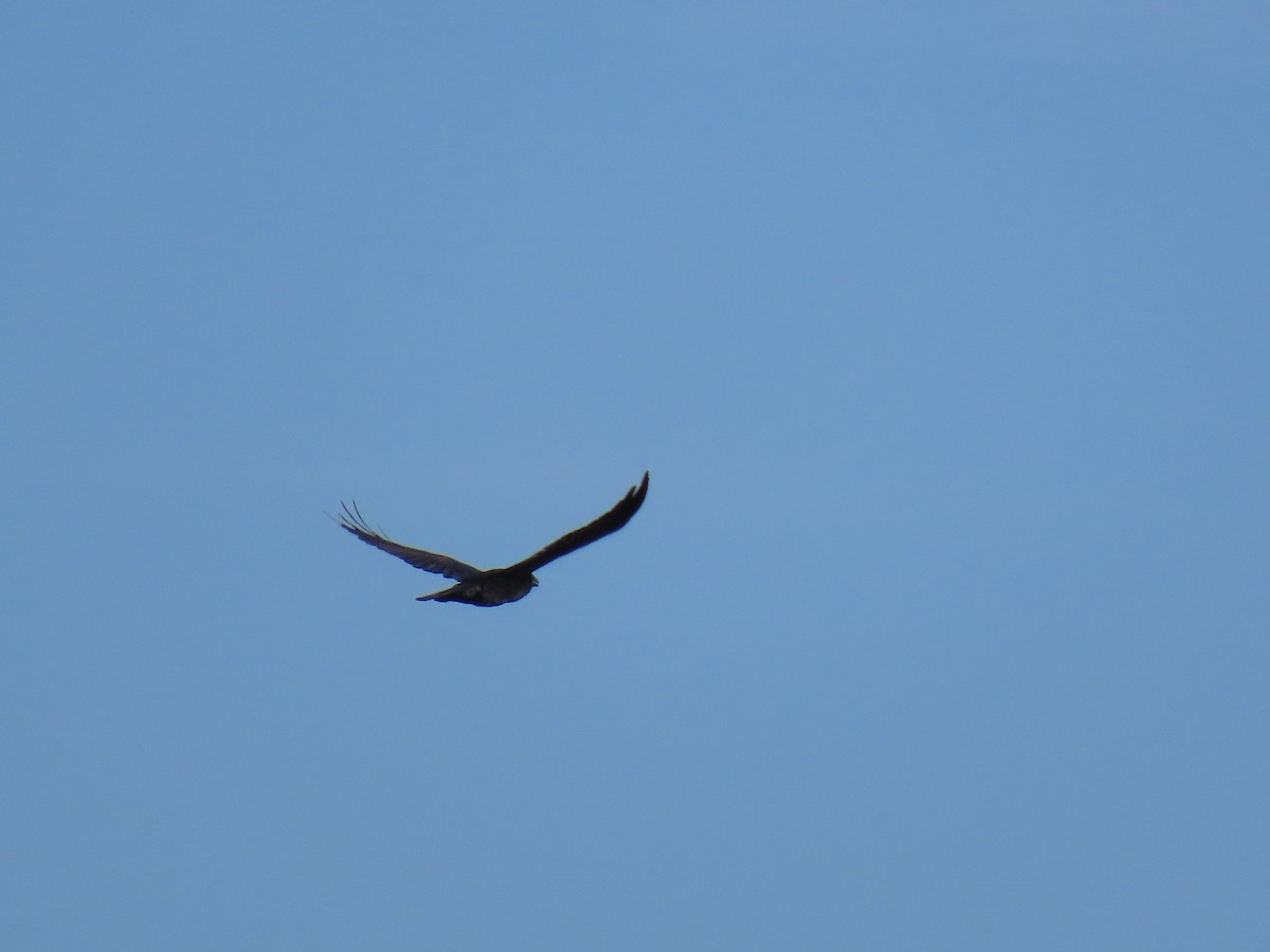 ワタリガラス - ML647557032