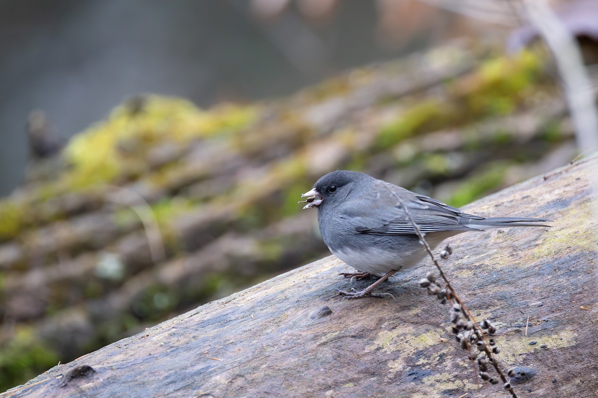 ユキヒメドリ - ML647557033