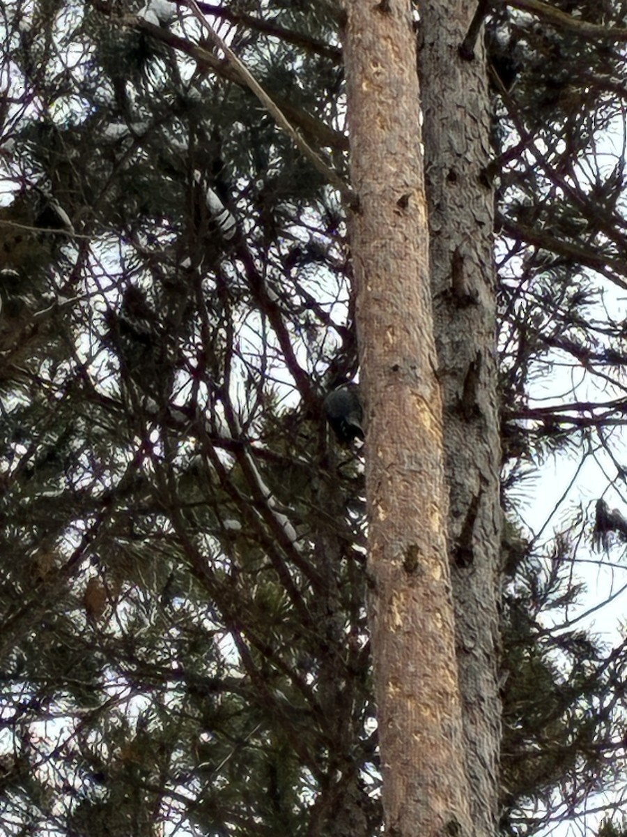 svartryggspett - ML647557038