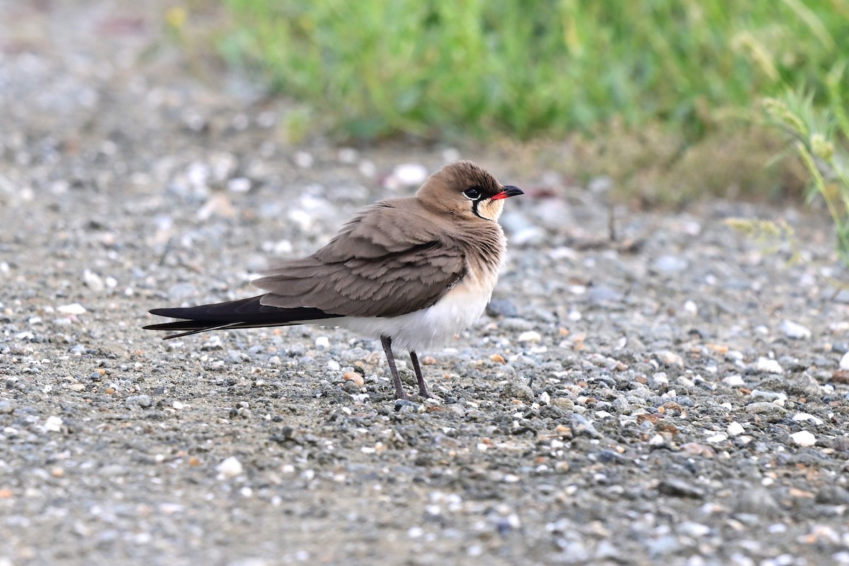 Collared Pratincole - ML647557063
