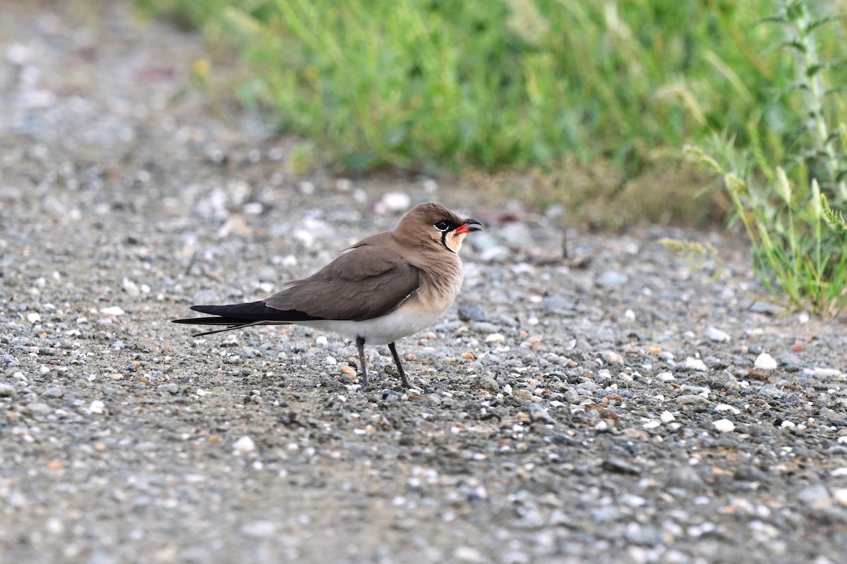 Collared Pratincole - ML647557064
