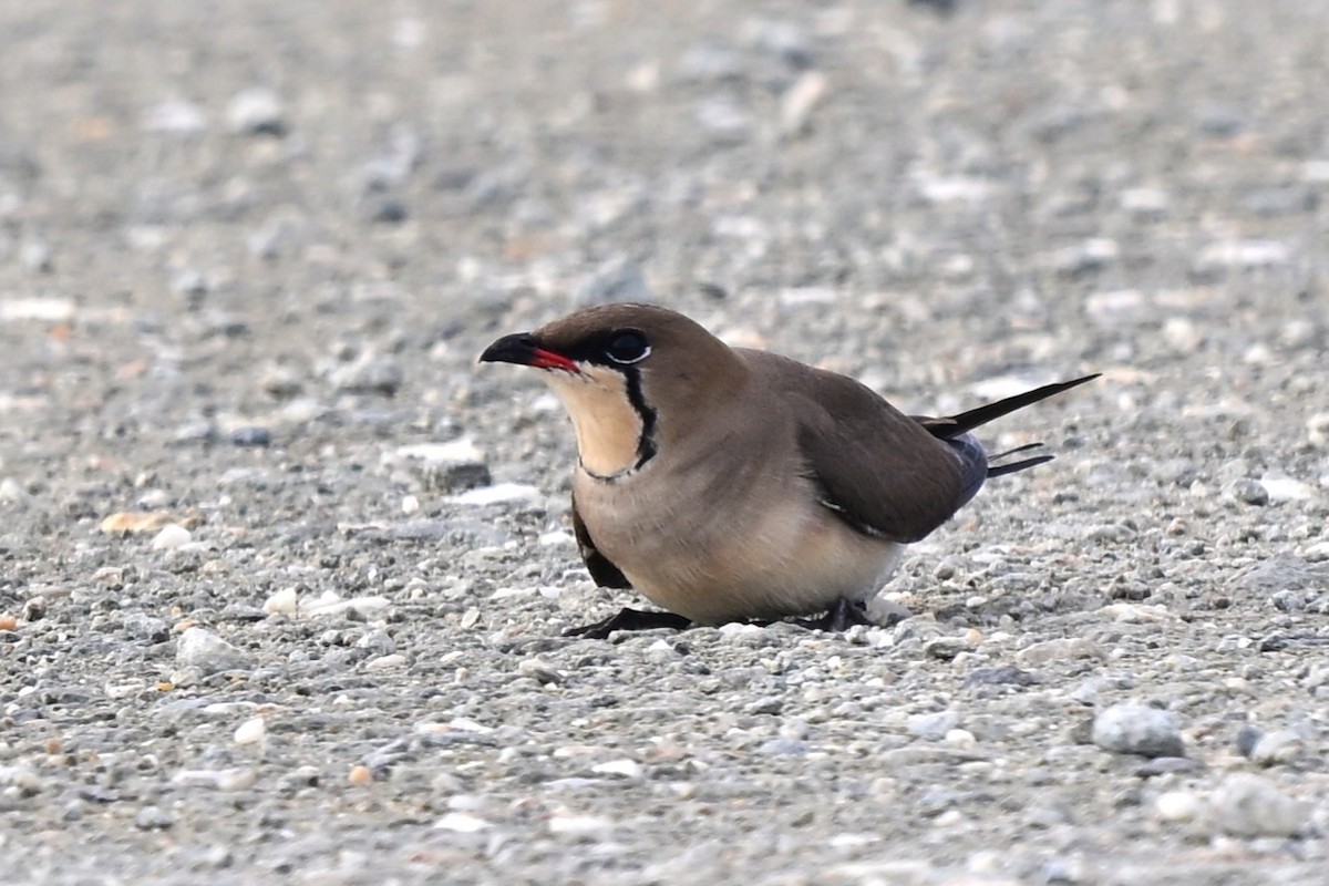 Collared Pratincole - ML647557083