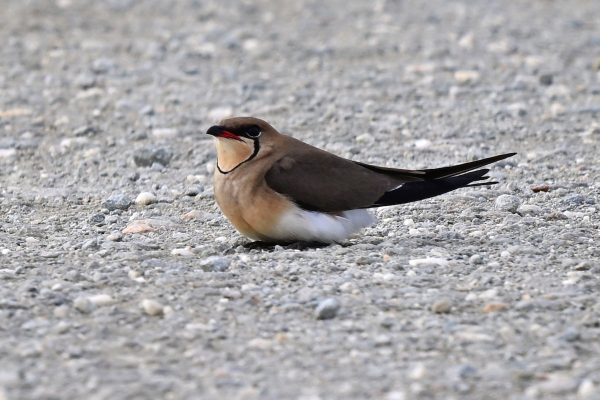 Collared Pratincole - ML647557084