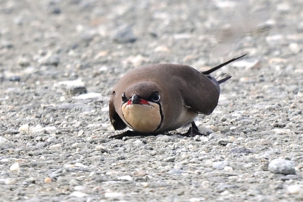 Collared Pratincole - ML647557090