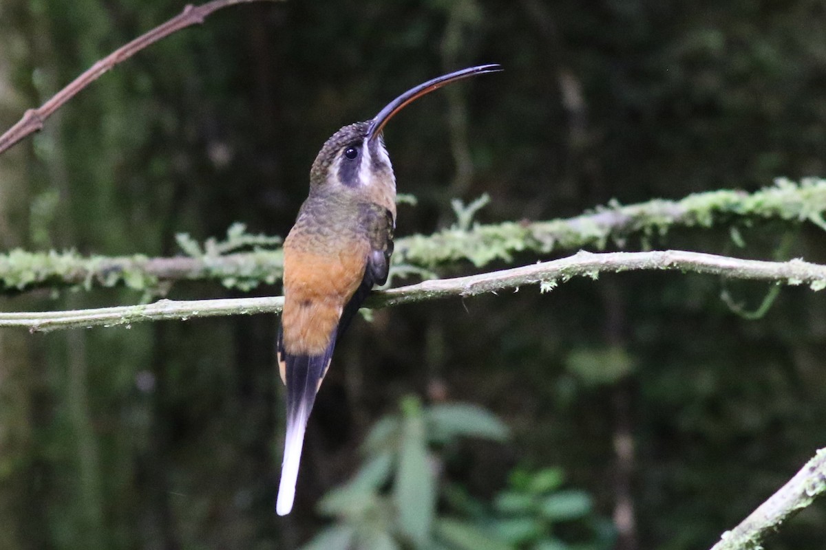 Ermite à ventre fauve - ML647557094