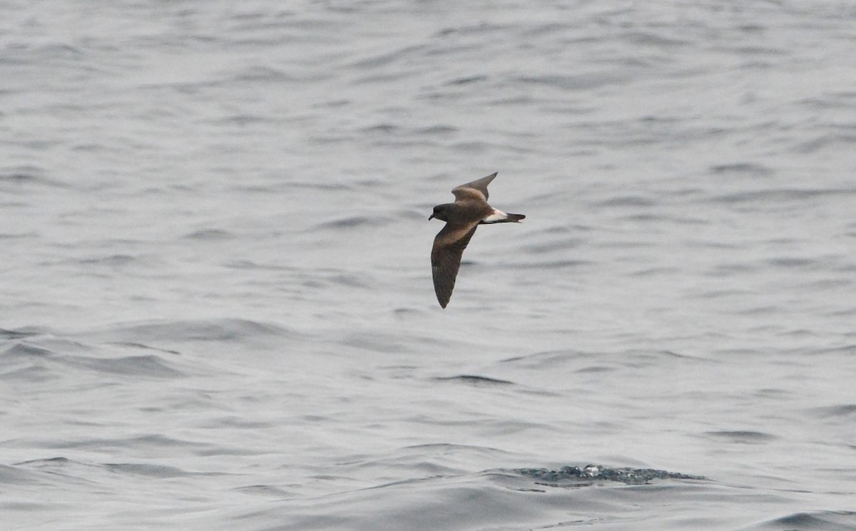 Paíño de Townsend - ML647557158