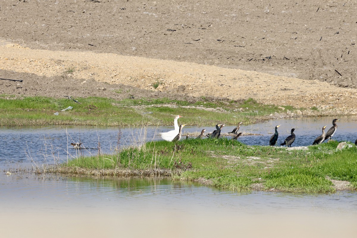 Great Cormorant - ML647557185