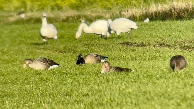 Pink-footed Goose - ML647557202