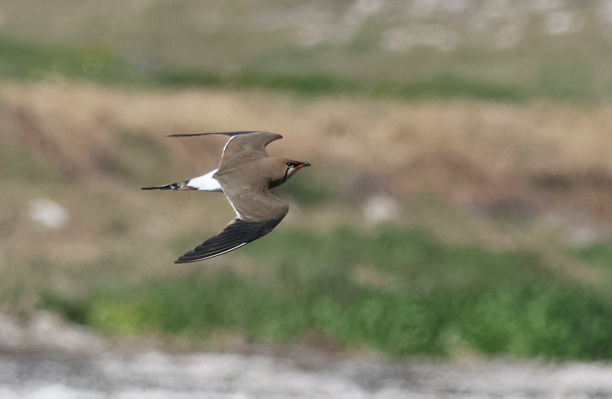 Collared Pratincole - ML647557208