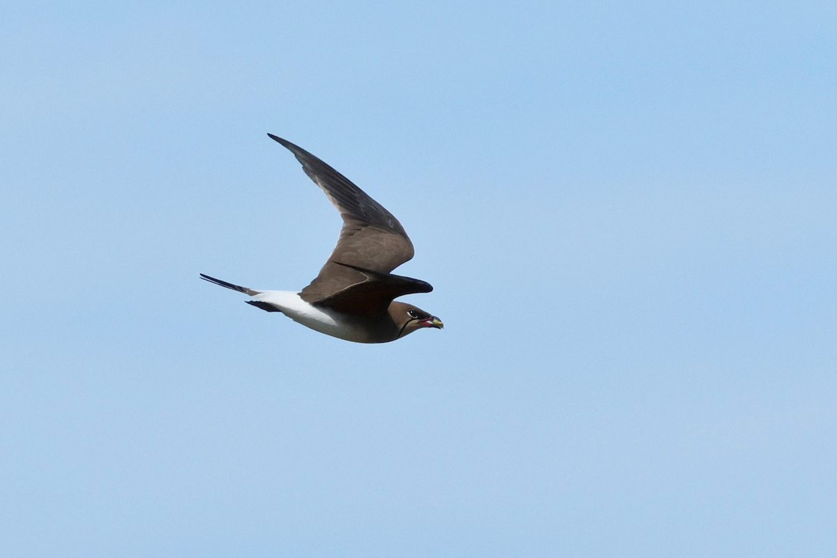 Collared Pratincole - ML647557209