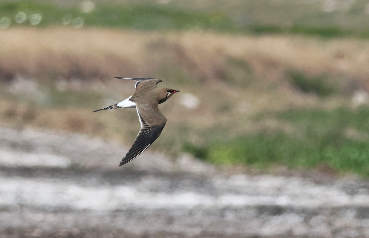 Collared Pratincole - ML647557210