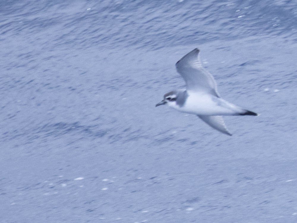 Antarktik Priyonu - ML647557213