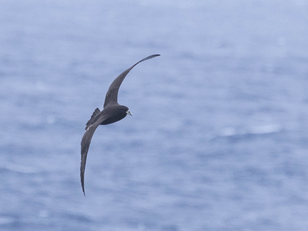 White-chinned Petrel - ML647557220
