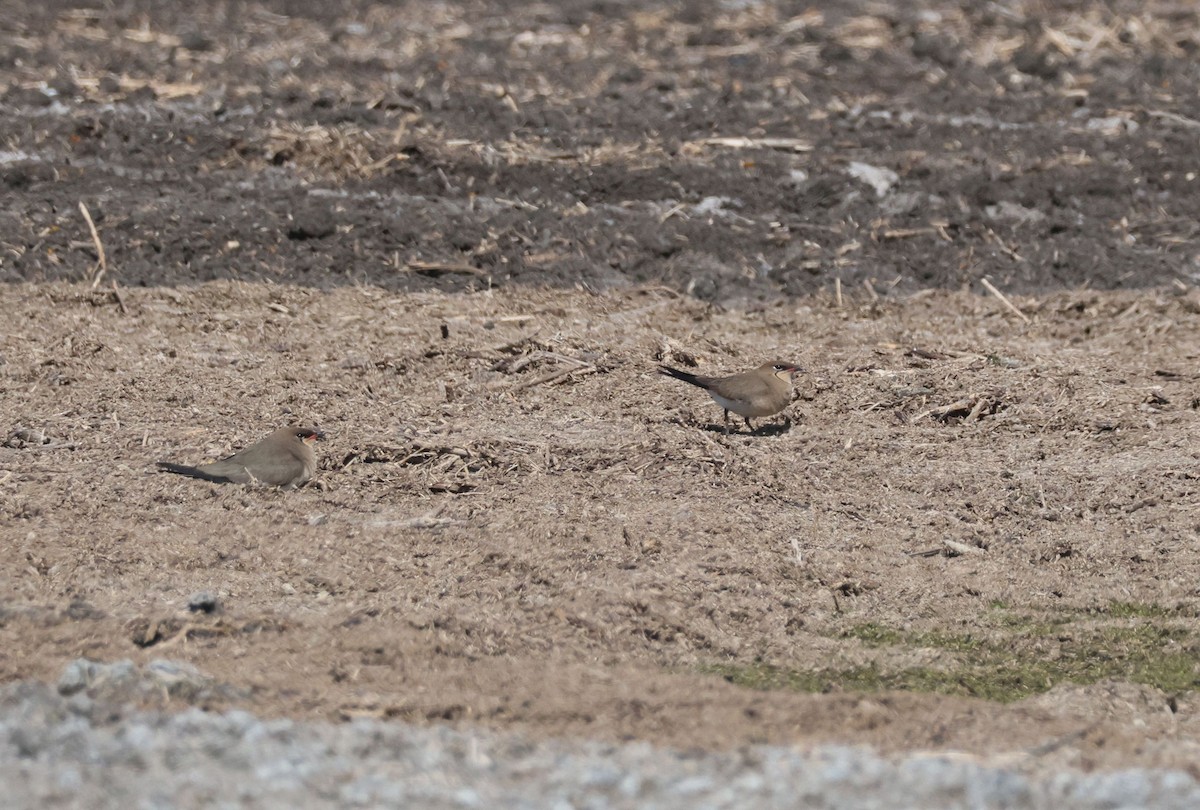 Collared Pratincole - ML647557229
