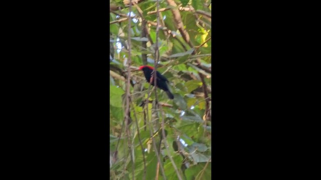 Helmeted Manakin - ML647557231