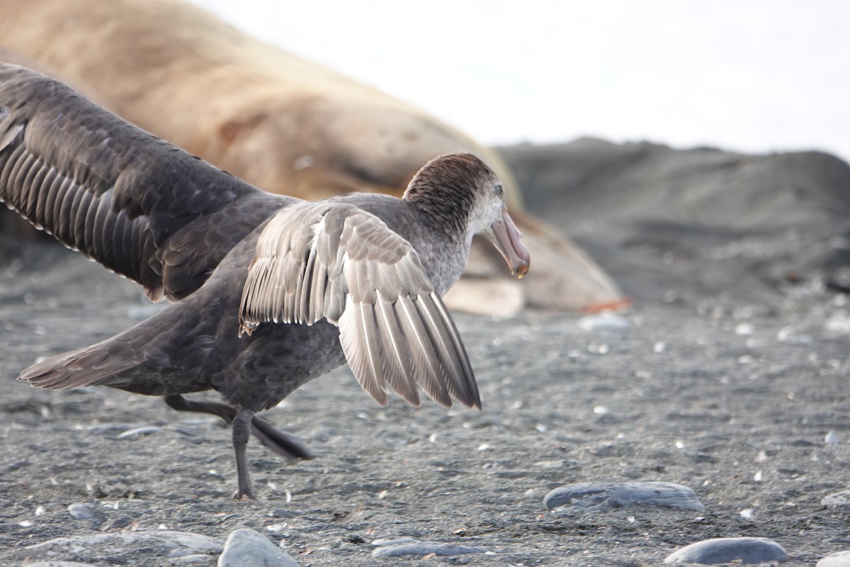 Northern Giant-Petrel - ML647557236