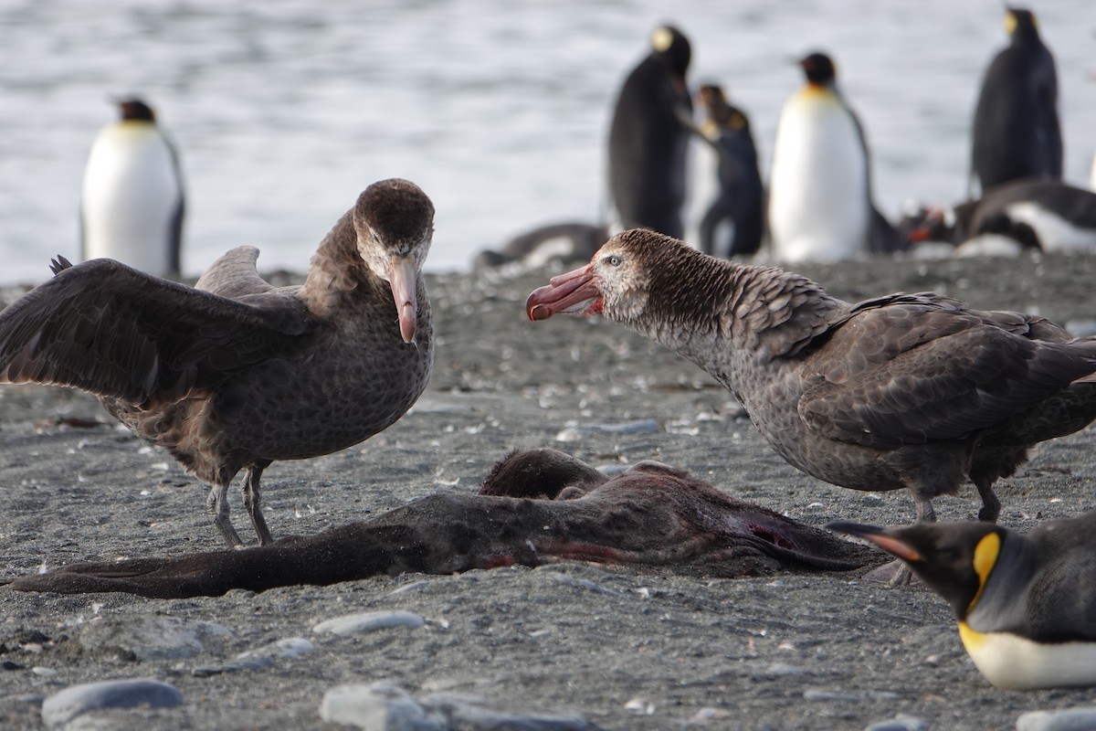 Northern Giant-Petrel - ML647557249