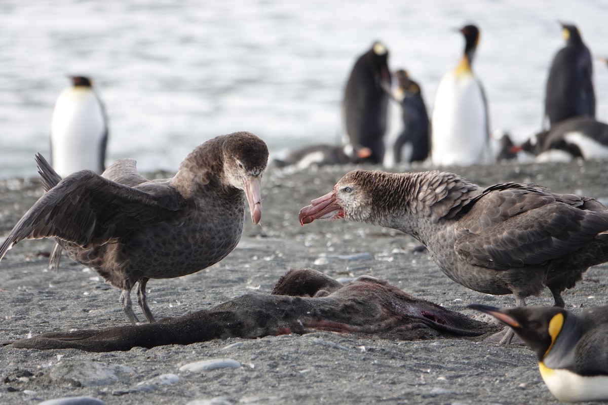 Northern Giant-Petrel - ML647557256