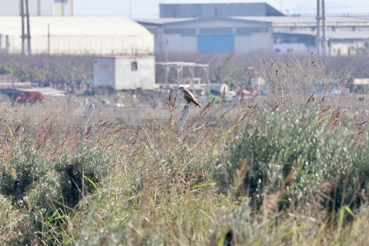 Long-legged Buzzard - ML647557263