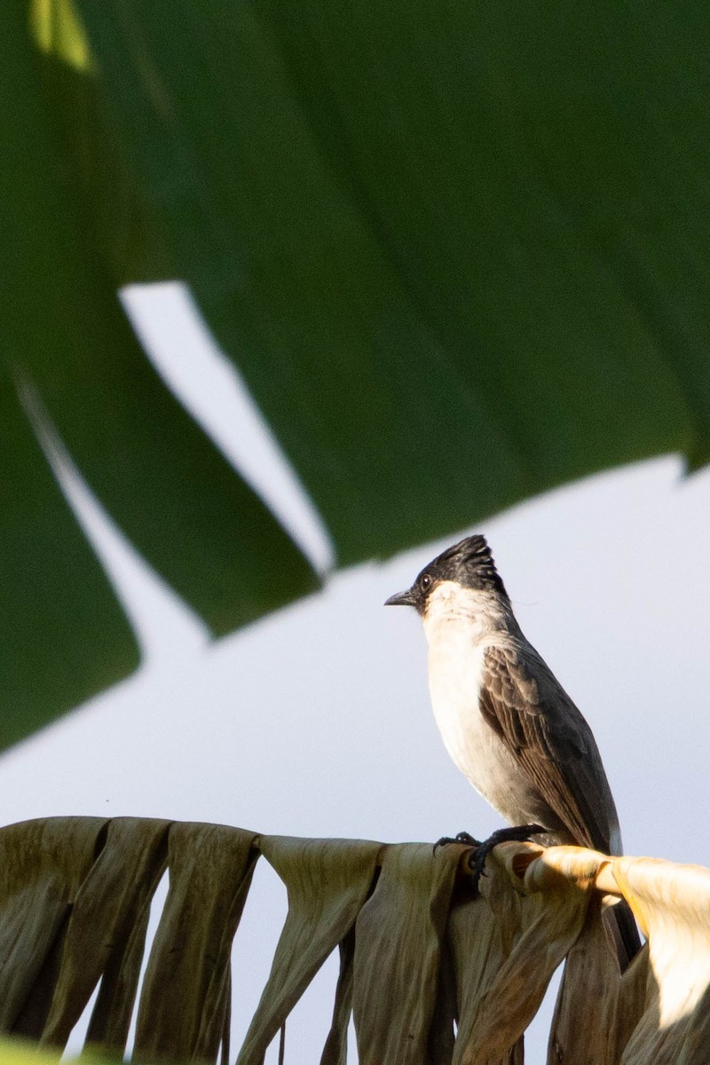 Sooty-headed Bulbul - ML647557274