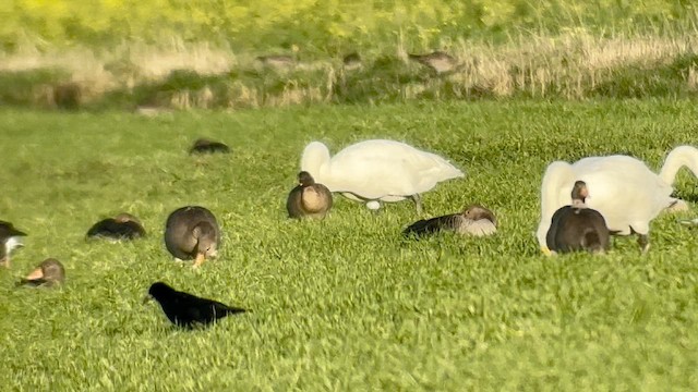 Pink-footed Goose - ML647557282