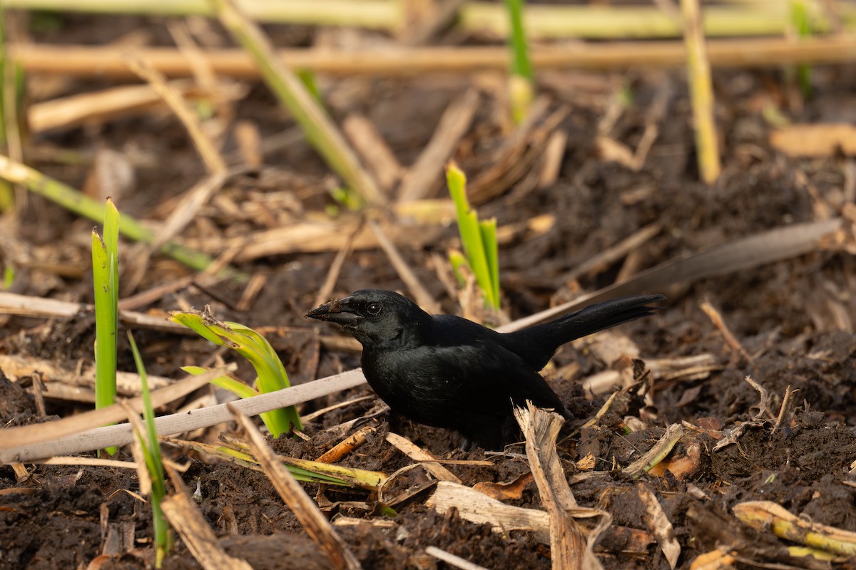 Scrub Blackbird - ML647557288
