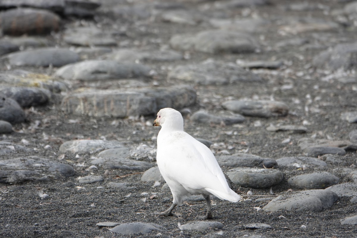 Snowy Sheathbill - ML647557311