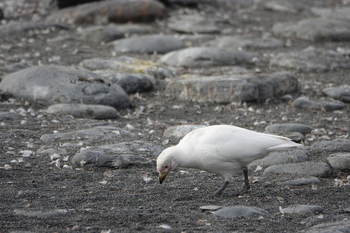 Snowy Sheathbill - ML647557312