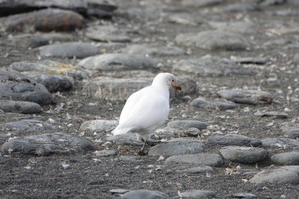 Snowy Sheathbill - ML647557313