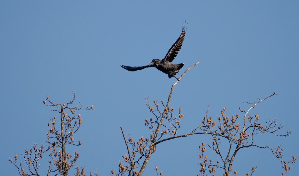 ワタリガラス - ML647557318