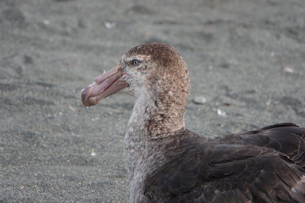 Northern Giant-Petrel - ML647557345