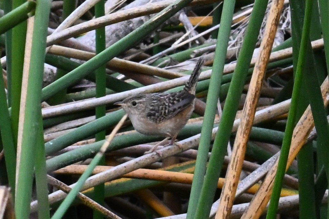 Sedge Wren - ML647557347