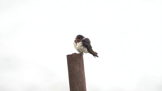 家燕 - ML647557351