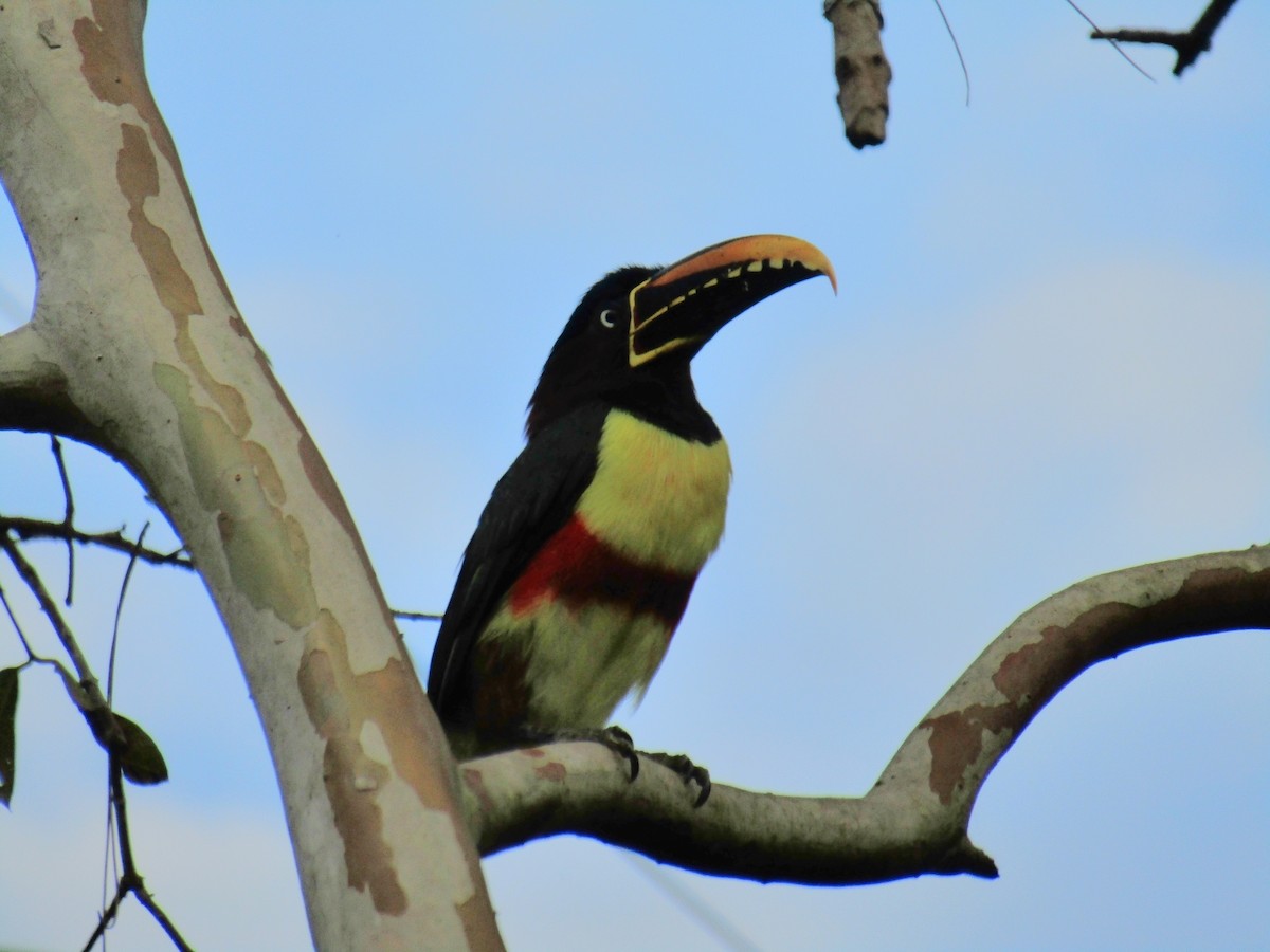 arassari hnědouchý - ML647557355