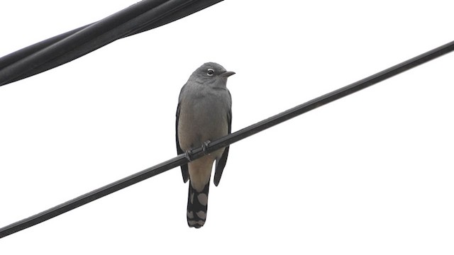 黑翅山椒鳥 - ML647557363