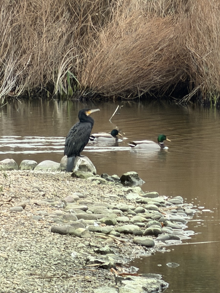 Great Cormorant - ML647557375