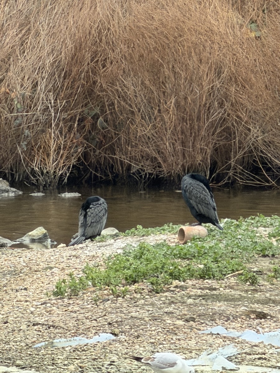 Great Cormorant - ML647557376