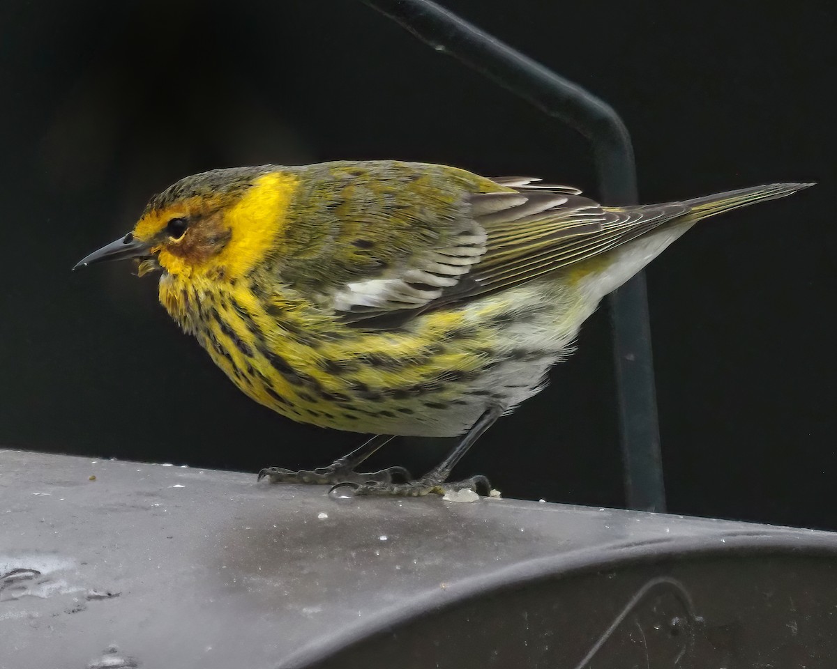 ホオアカアメリカムシクイ - ML647557377