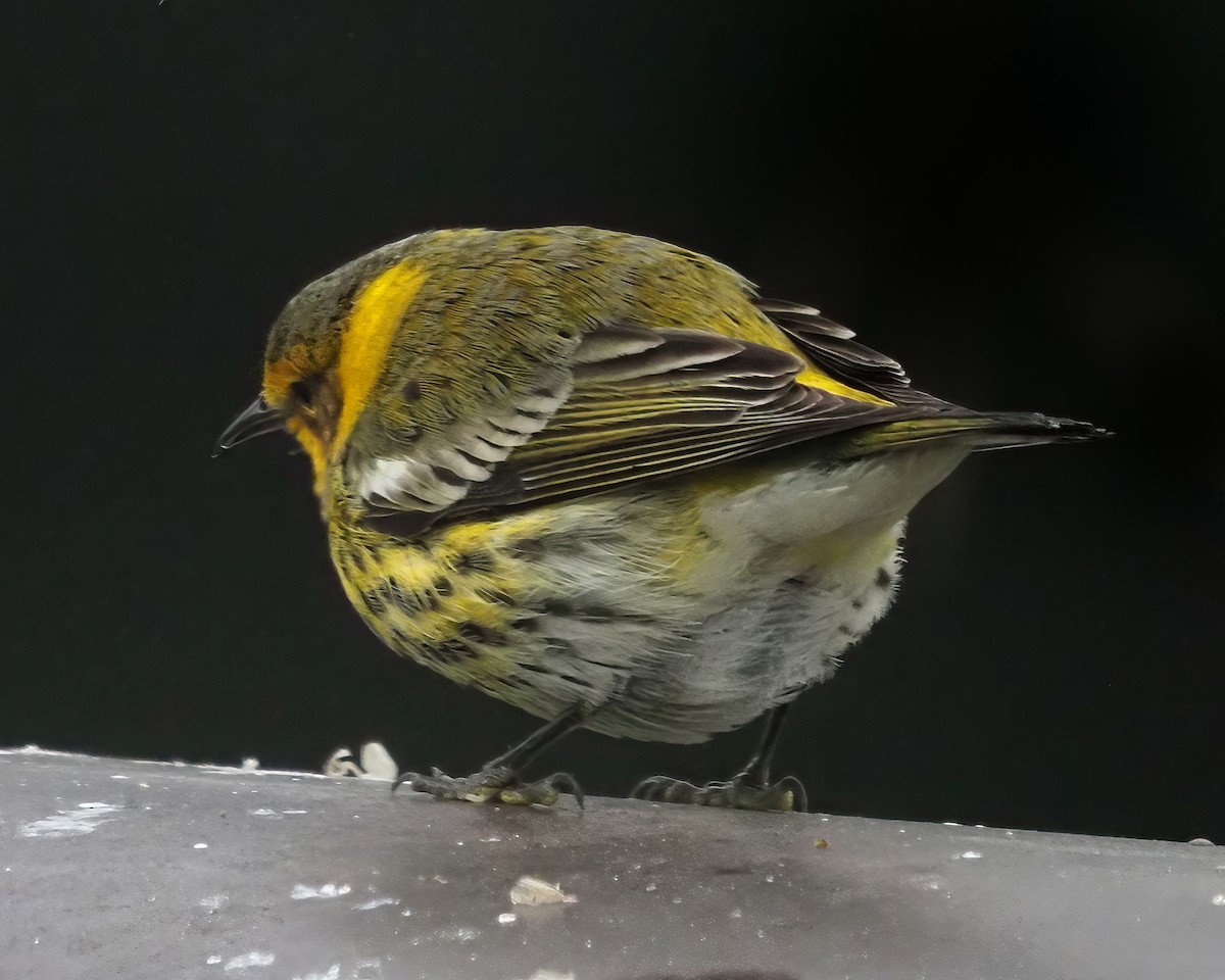 ホオアカアメリカムシクイ - ML647557383