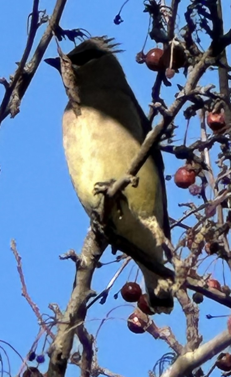 Cedar Waxwing - ML647557386
