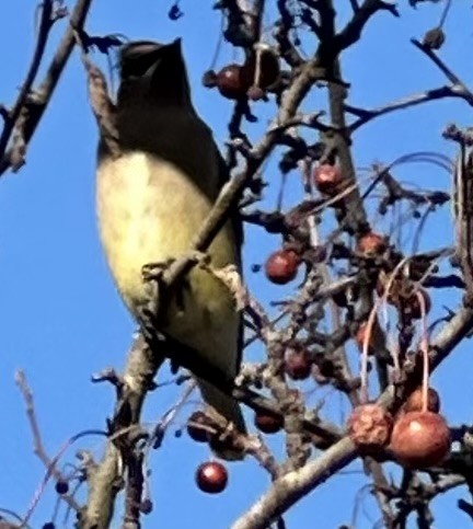 Cedar Waxwing - ML647557387