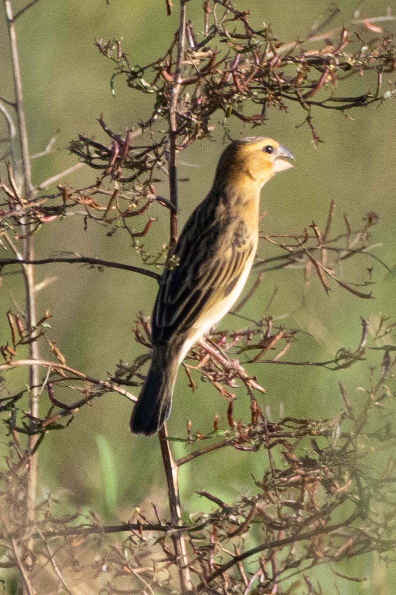 Ткачик золоточеревий - ML647557398