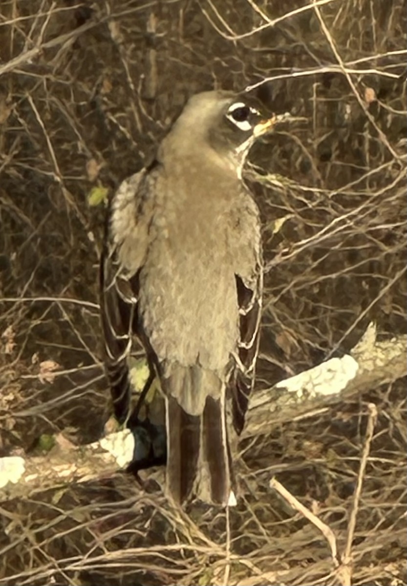 American Robin - ML647557403