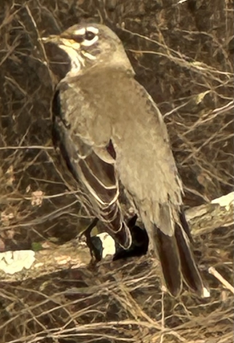 American Robin - ML647557404